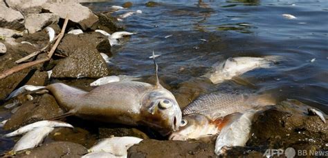 魚死掉埋葬|土葬？水葬？熱帯魚が死んでしまった時の処理方法を。